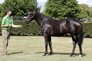 Sacred Falls Yearling